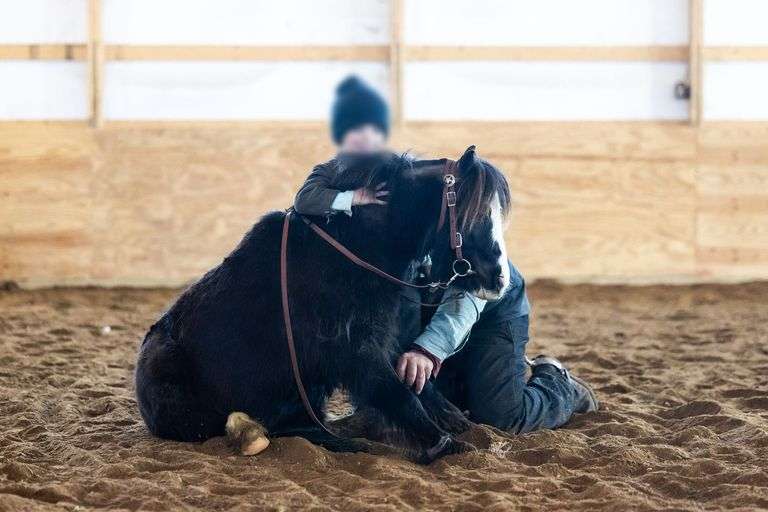 6 yr old black Miniature pony gelding