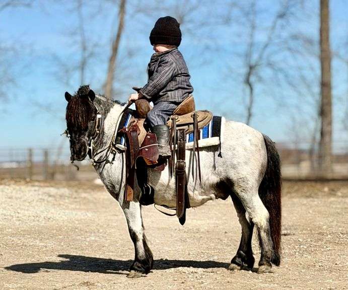 Blue, a 4yr old Blue Roan Miniature Gelding