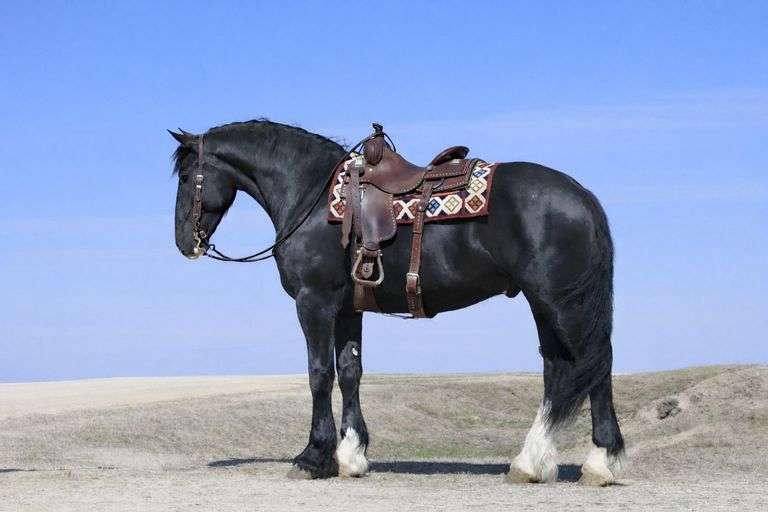 Cooper, a 3yr old Black Fries Clyde Gelding