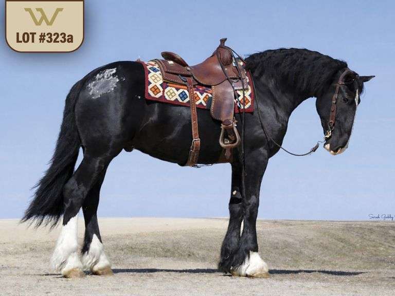 Friday, March 27th - Draft Crossbred Horse Auction