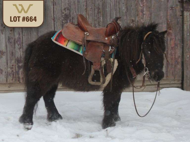 Saturday, March 28th - Light Horse, Gypsy, Pony and More Auction