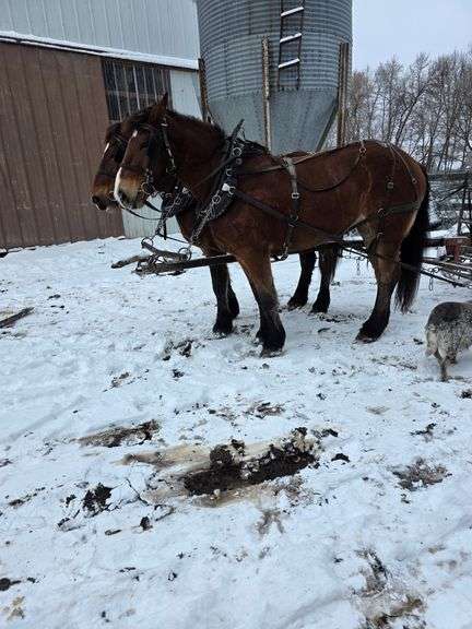 Rose, a 3 yr old bay Percheron Belgian mare