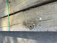 Pressure Treated Dimensional Lumber 8"x8"x12'