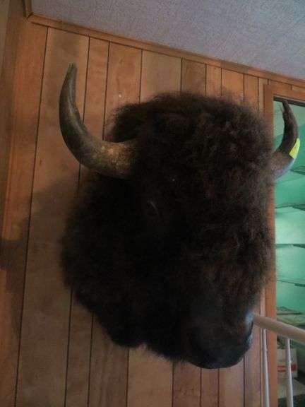 Bison Shoulder Mount