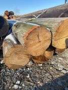 (5) 8’ Telephone Pole Posts