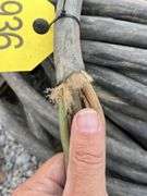 Pallet of 4 Strand Copper Wire, Heavy, Unknown Gauge, one Wire Measures 7/8” Another Measures 1 1/4” Diameter Including Insulation, Also 10Ga Extension Cord approximately 30’, 50’ 12Ga Extension Cord