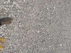 (TITLE) 1988 International S 2300 Tandem Grain Truck, 466 Diesel Engine, Air Brakes, Straight 7 Speed Transmission, 8’ Wide, 10’2” Tall, 26’ Long, Empty Weight Estimated 19,000-20,000#, 11R22.5 Tires (Good), Twin Screw, Spring Suspension ,Clutch And Front End Work Less Than 500 Miles Ago, 18’ Metal Grain Bed W/ Steel Floor (Nice), 64” Steel Sides, Single Post Hoist, Rust Free Frame And Cross Members,  Been Shedded Several Years, Great Tandem Truck, Miles Unknown’s