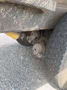 (TITLE) 1988 International S 2300 Tandem Grain Truck, 466 Diesel Engine, Air Brakes, Straight 7 Speed Transmission, 8’ Wide, 10’2” Tall, 26’ Long, Empty Weight Estimated 19,000-20,000#, 11R22.5 Tires (Good), Twin Screw, Spring Suspension ,Clutch And Front End Work Less Than 500 Miles Ago, 18’ Metal Grain Bed W/ Steel Floor (Nice), 64” Steel Sides, Single Post Hoist, Rust Free Frame And Cross Members,  Been Shedded Several Years, Great Tandem Truck, Miles Unknown’s