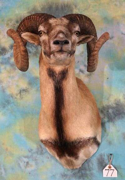Pretty Corsican Sheep Shoulder Taxidermy Mount