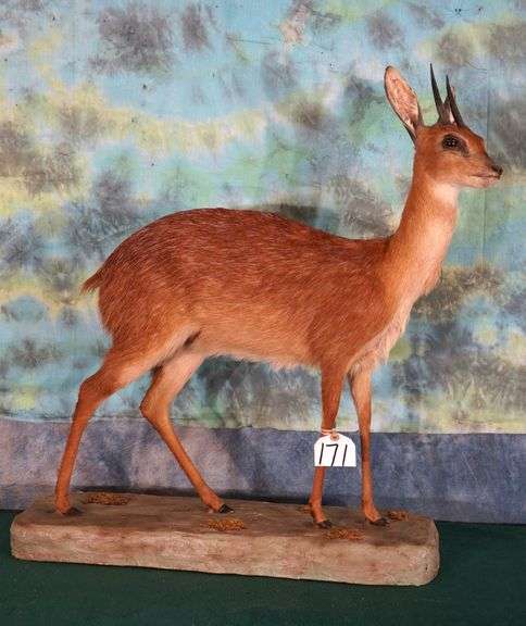 # 2 All Time SCI Record Book Cape Grysbok Full Body Taxidermy Mount
