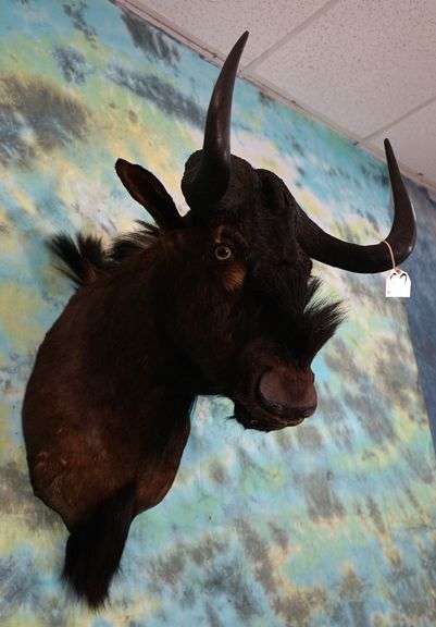 African Black Wildebeest Shoulder Taxidermy Mount