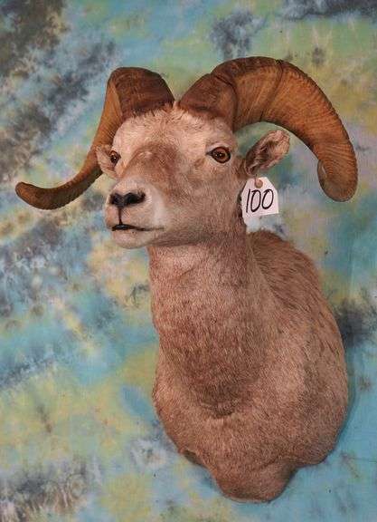 Wyoming Rocky Mountain Bighorn Sheep Shoulder Taxidermy Mount