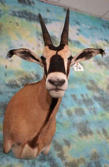 African Fringe Eared Oryx Shoulder Taxidermy Mount ** TEXAS RESIDENTS ONLY!!**