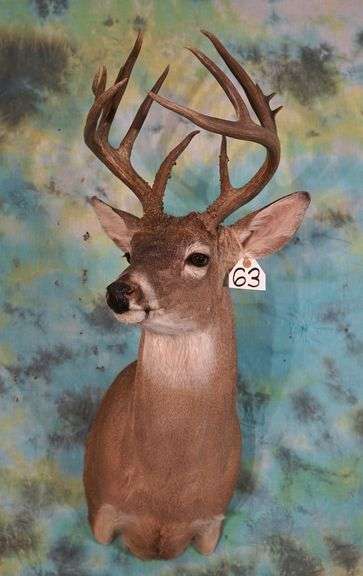 Pretty 7 x 7 Whitetail Buck Shoulder Taxidermy Mount