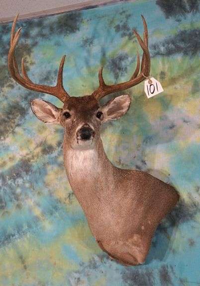 10pt. Texas Hill Country Whitetail Deer Shoulder Taxidermy Mount