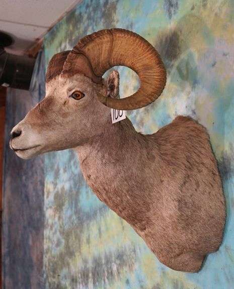 Wyoming Rocky Mountain Bighorn Sheep Shoulder Taxidermy Mount