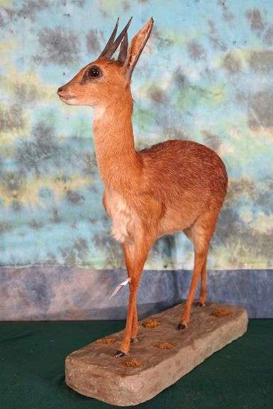 # 2 All Time SCI Record Book Cape Grysbok Full Body Taxidermy Mount