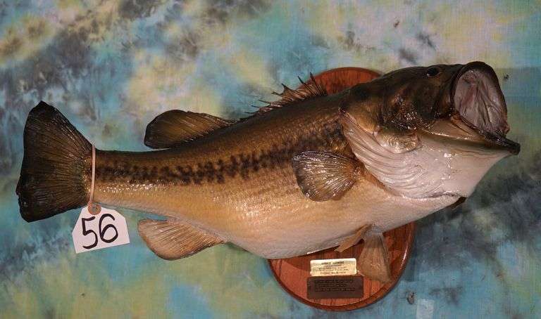 22 1/2" 8 1/2 lbs. Real Skin Largemouth Bass Taxidermy  Fish Mount