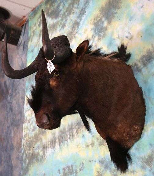 African Black Wildebeest Shoulder Taxidermy Mount