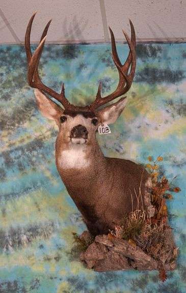 Very Nice Mule Deer Buck Shoulder Taxidermy Mount
