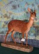 # 2 All Time SCI Record Book Cape Grysbok Full Body Taxidermy Mount