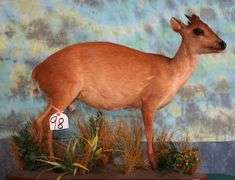 African Natal Red Duiker Full Body in Habitat Taxidermy Mount