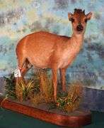 African Natal Red Duiker Full Body in Habitat Taxidermy Mount
