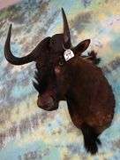 African Black Wildebeest Shoulder Taxidermy Mount