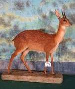 # 2 All Time SCI Record Book Cape Grysbok Full Body Taxidermy Mount