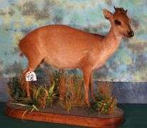African Natal Red Duiker Full Body in Habitat Taxidermy Mount