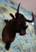 African Black Wildebeest Shoulder Taxidermy Mount