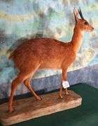 # 2 All Time SCI Record Book Cape Grysbok Full Body Taxidermy Mount