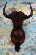 African Black Wildebeest Shoulder Taxidermy Mount