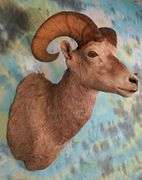 Wyoming Rocky Mountain Bighorn Sheep Shoulder Taxidermy Mount