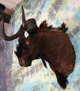 African Black Wildebeest Shoulder Taxidermy Mount