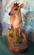 African Natal Red Duiker Full Body in Habitat Taxidermy Mount