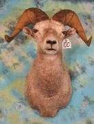 Wyoming Rocky Mountain Bighorn Sheep Shoulder Taxidermy Mount