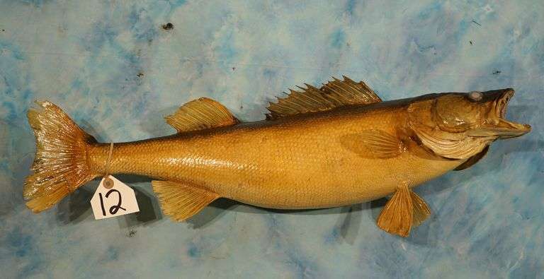 25 3/4" Real Skin Walleye Taxidermy Fish Mount