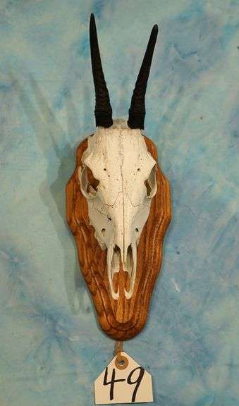 African Bush Duiker Skull on Panel Taxidermy