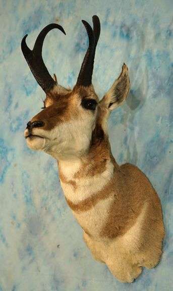 Very Nice Pronghorn Antelope Shoulder Taxidermy Mount