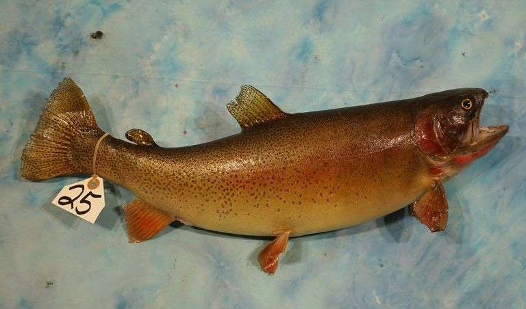 23" Real Skin Rainbow Trout Taxidermy Fish Mount