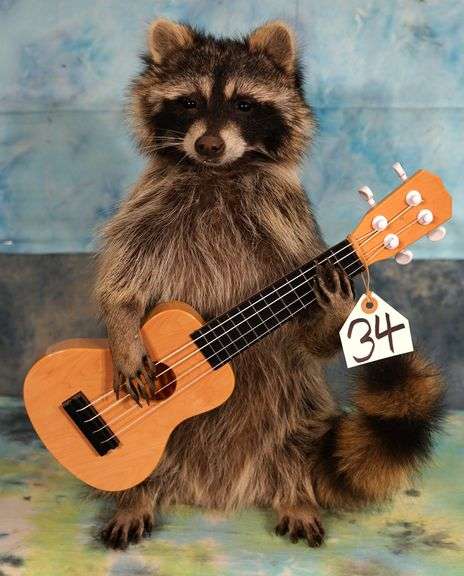 Raccoon Playing Guitar Novelty Taxidermy Mount