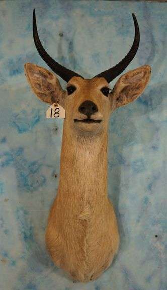 African Common Reedbuck Antelope Shoulder Taxidermy Mount