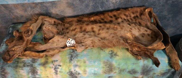African Spotted Hyena Tanned Full Skin For Taxidermy Mount