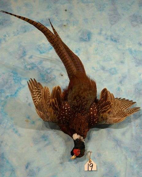Ringneck Pheasant Hanging Dead Taxidermy Bird Mount