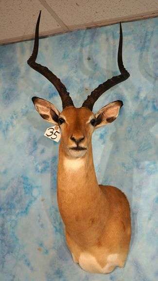 African Impala Ram Shoulder Taxidermy