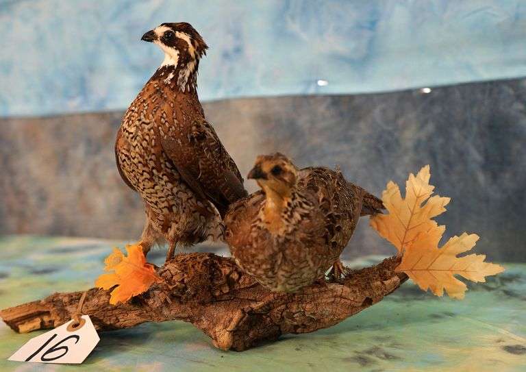 Pair of Bobwhite Quail in Habitat Taxidermy Bird Mounts