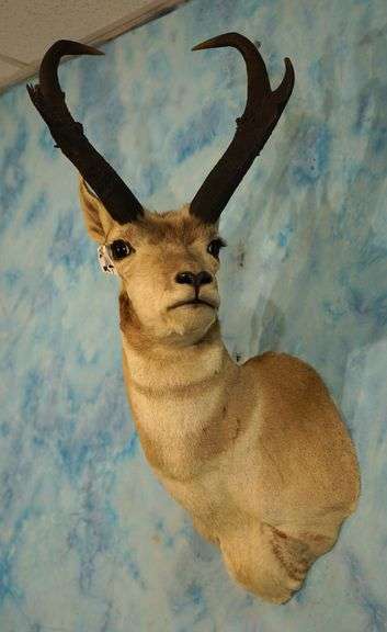Pronghorn Antelope Shoulder Taxidermy Mount