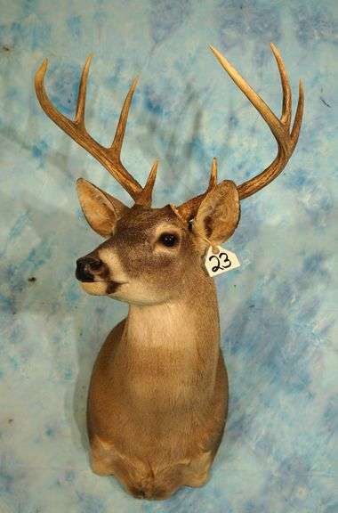 8pt. North Texas Whitetail Deer Shoulder Taxidermy Mount
