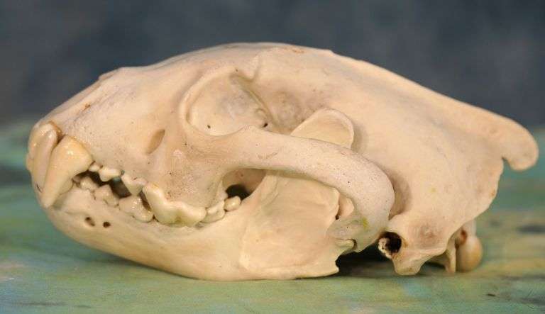 Complete Large Wolverine Skull Taxidermy